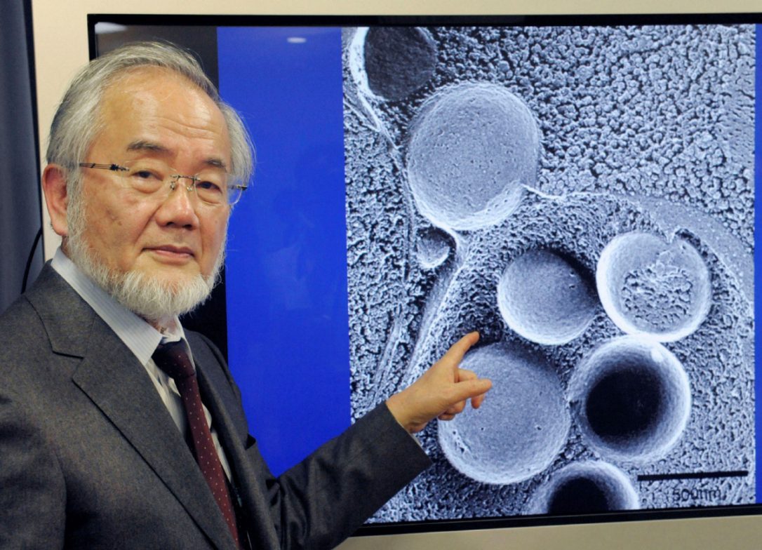Premiul Nobel 2016 Yoshinori Ohsumi – Postul este benefic pentru organism